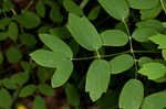 Waxyleaf meadow-rue